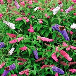 Arbusto de las mariposas Tricolor